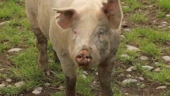 Embedded thumbnail for NZ Pork - Clare & James