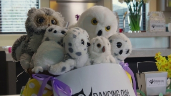 Embedded thumbnail for Ava & Her Owls - Case Study